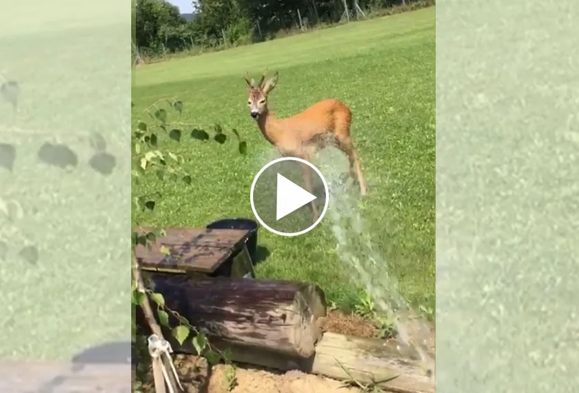 [Vidéo] Un chevreuil souffrant de la chaleur vient se faire arroser dans un jardin
