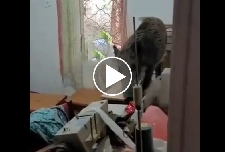 [Vidéo] Un sanglier rentre dans une maison et casse tout