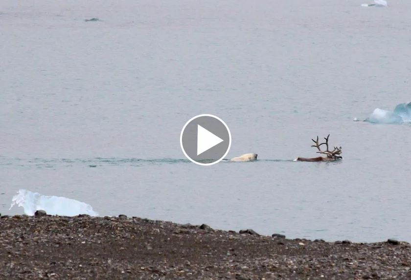 [Vidéo] un ours polaire pourchasse un renne à la nage
