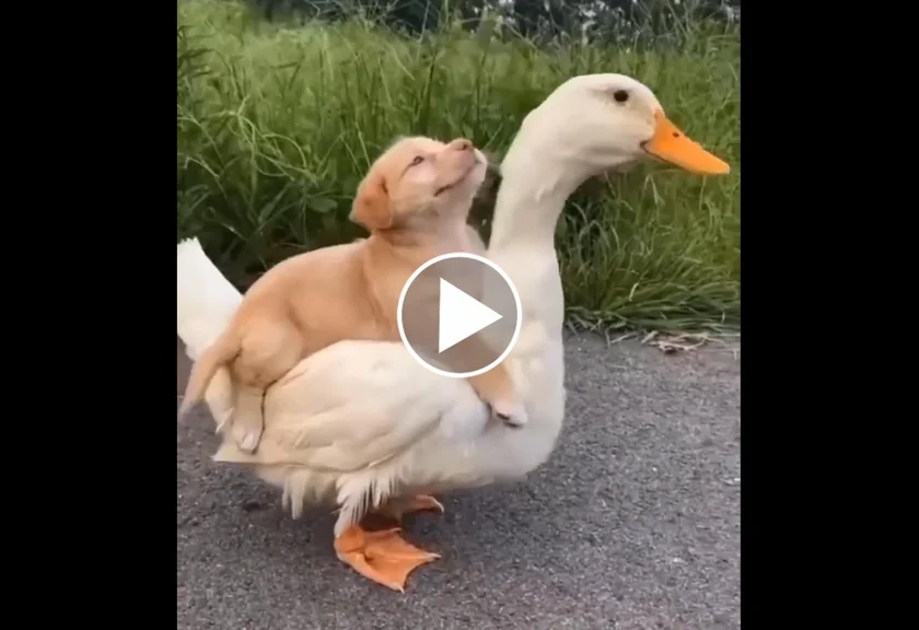 [Vidéo] Un canard et un chien inséparables