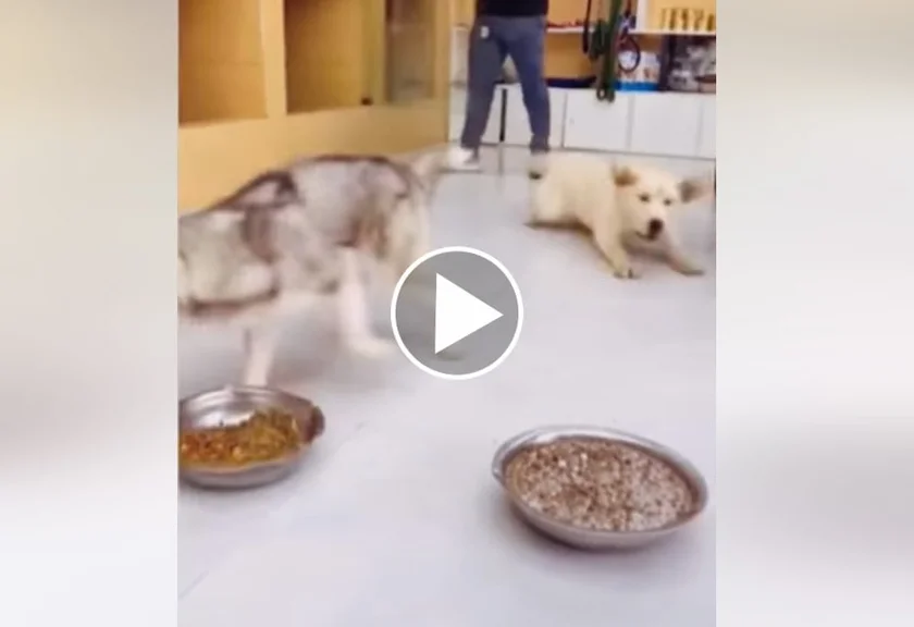 [Vidéo] Un labrador complètement dingue au moment de manger