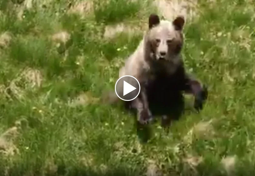 [Video] Incroyable : un photographe filme sa propre attaque par un ours