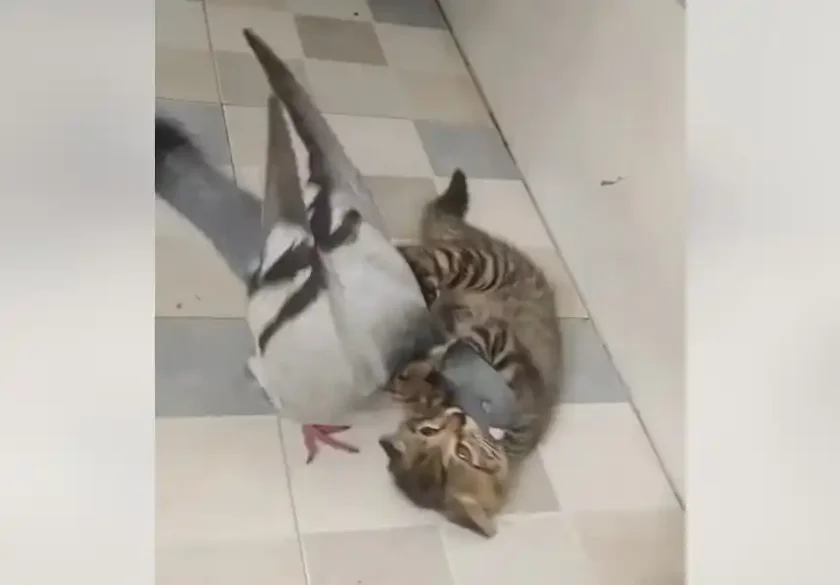 [Vidéo] Un pigeon et un chat très amis