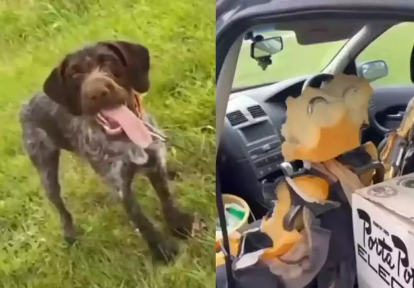 [Vidéo] Un Korthals dévore l’intérieur d’une voiture