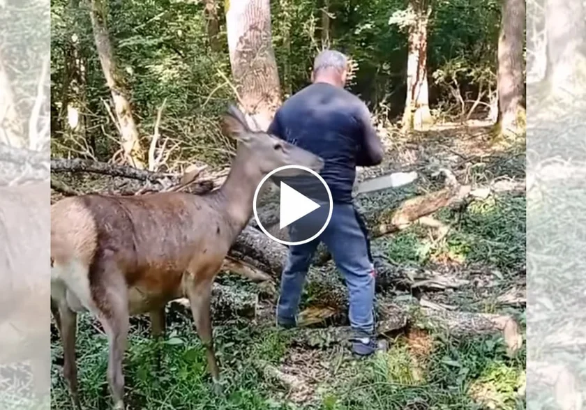 [Vidéo] Une biche vient à la rencontre d’un bûcheron