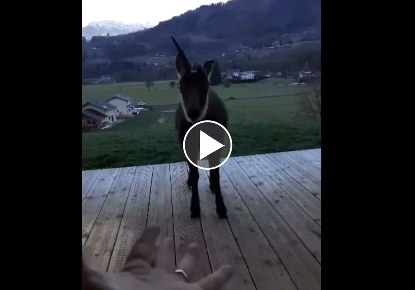 [Vidéo] Un chamois très étrange
