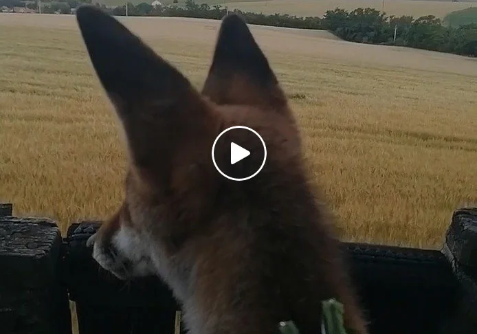 [Vidéo] Quand tu emmènes ton renard au poste