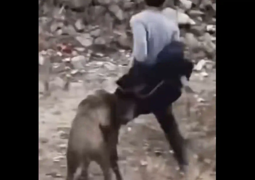 [Vidéo] Un sanglier « fou » déshabille un homme