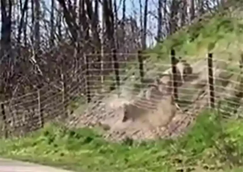 [Vidéo] Des sangliers défoncent un grillage