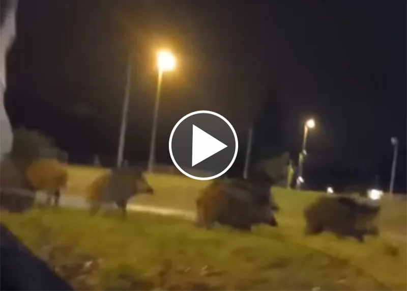 [Vidéo] Des sangliers en plein Limoges