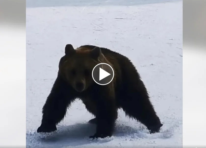 [Vidéo] Un moniteur de ski poursuivi par un ours