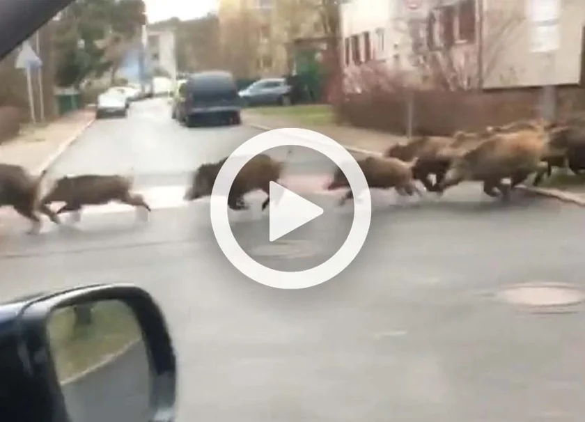 [Vidéo] Une énorme compagnie de sangliers en pleine ville