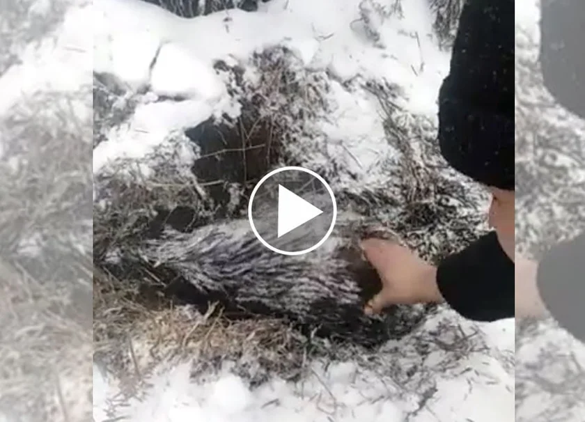 [Vidéo] Un sanglier difficile à réveiller !