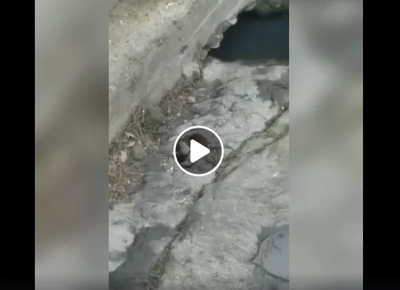 Vidéo : un rat tue et mange un caneton