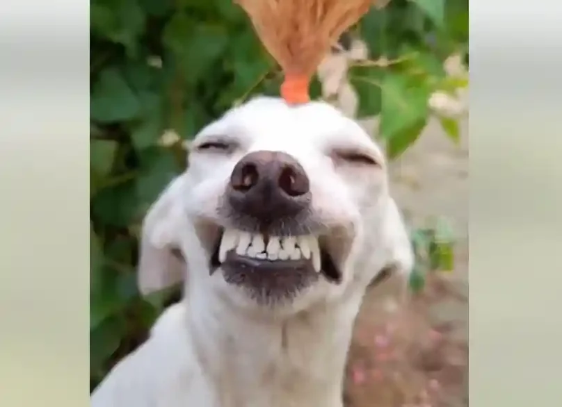 [Vidéo] Compilation hilarante avec des chiens de chasse