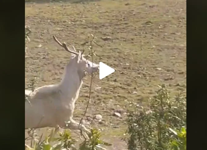 [Vidéo] Un cerf entièrement blanc