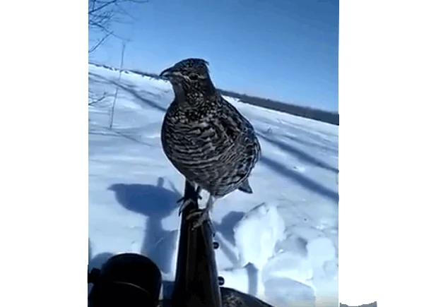 Vidéo : une gélinotte se pose sur son canon