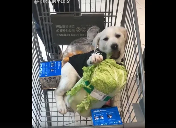 Vidéo : le premier labrador vegan ?
