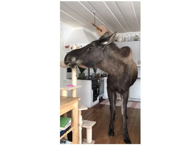 Vidéo : à la maison, mieux que le chien, l’élan domestique !