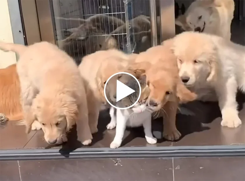 [Vidéo] Un chat vit au milieu d’une famille de Goldens (trop mignon)