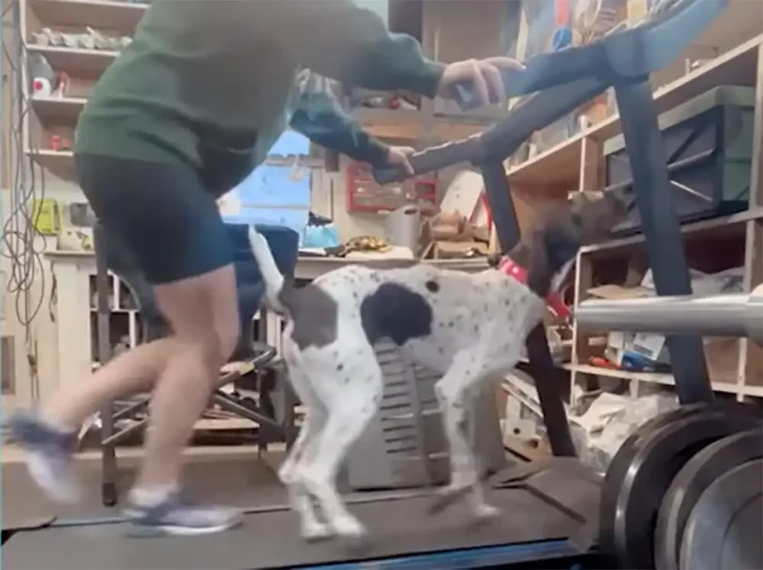 [Vidéo] Un braque s’entraine pour la saison sur un tapis de course !
