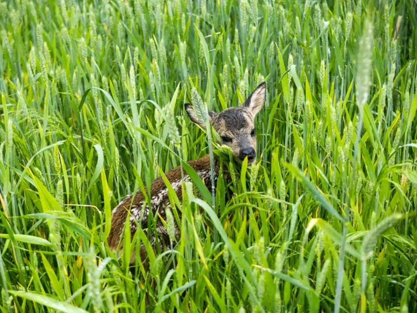 [Vidéo] Un faon de biche sauvé avant la fauche retrouve sa mère