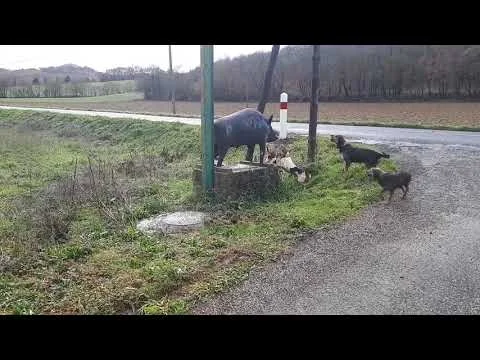 [Insolite] Une meute au ferme devant une…. statue !