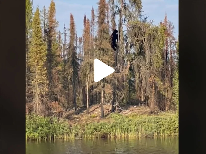 [Vidéo] Un ours monte dans un arbre pour manger un petit aigle