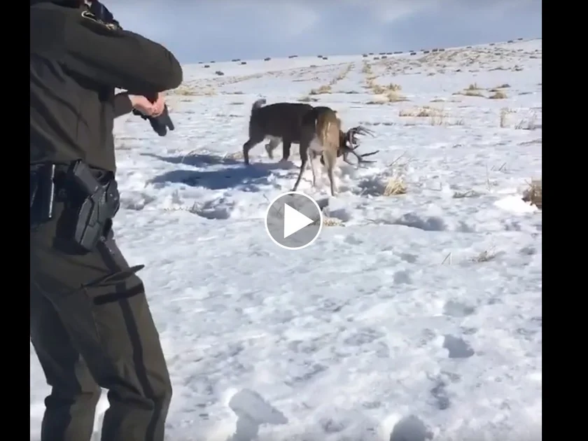 Un policier sépare 2 cerfs emmêlés en tirant dans les bois