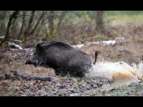 Vidéo : 100% chasse au sanglier en Bretagne