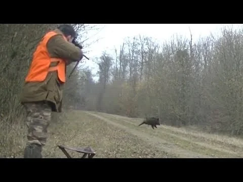 Vidéo : 3 sangliers prélevés dans la même journée
