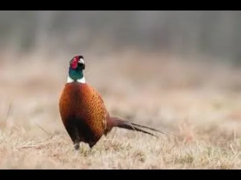 Vidéo : chasse du petit gibier au chien d’arrêt
