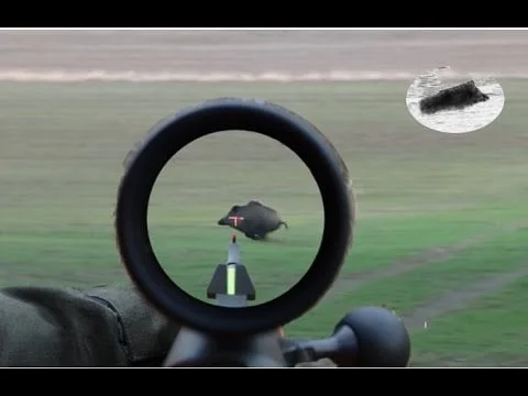 Vidéo : compilation chasse aux sangliers pays de l’est