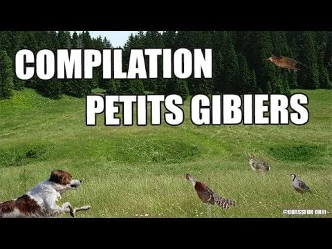 Vidéo : compilation petits gibiers au chien d’arrêt 2017/2018