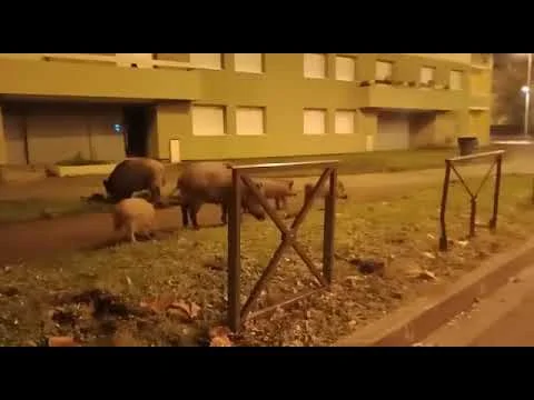 [Vidéo] Des sangliers en pleine cité à Mantes-la-Jolie
