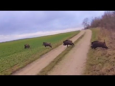 [Vidéo] Un triplé de sangliers comme on les aime