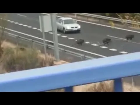 [Vidéo] Une compagnie de sangliers parvient à passer une clôture pour traverser l’autoroute