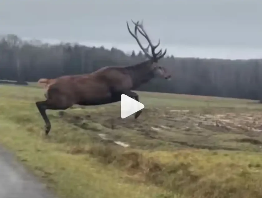 [Vidéo] Un cerf croisé avec un kangourou
