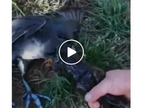 [Vidéo] Avoir les yeux plus gros que le ventre !