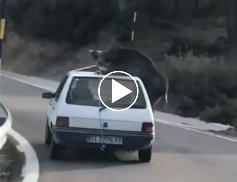 [Vidéo] Il transporte un énorme sanglier sur le toit de sa 205