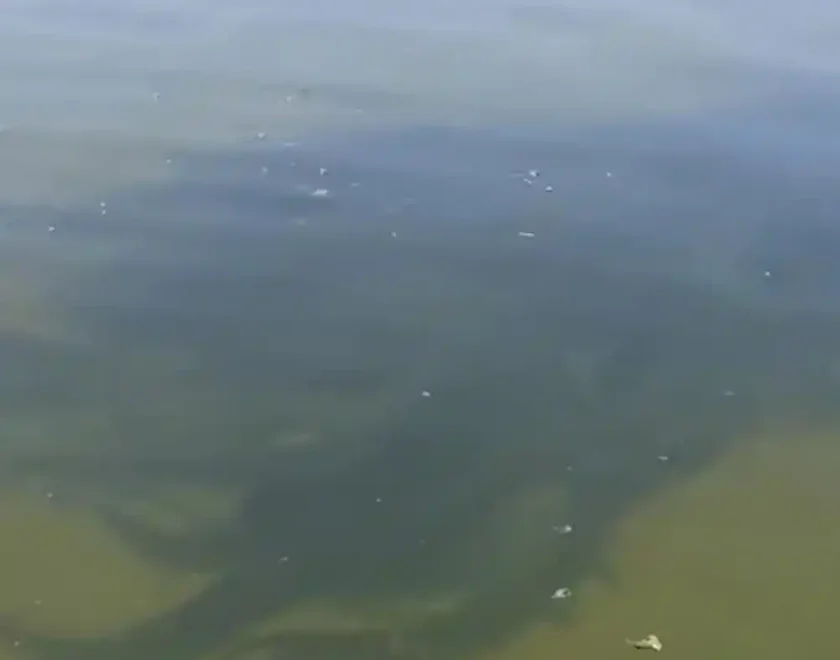 [Vidéo] Un pêcheur tombe sur plusieurs énormes bancs de silures