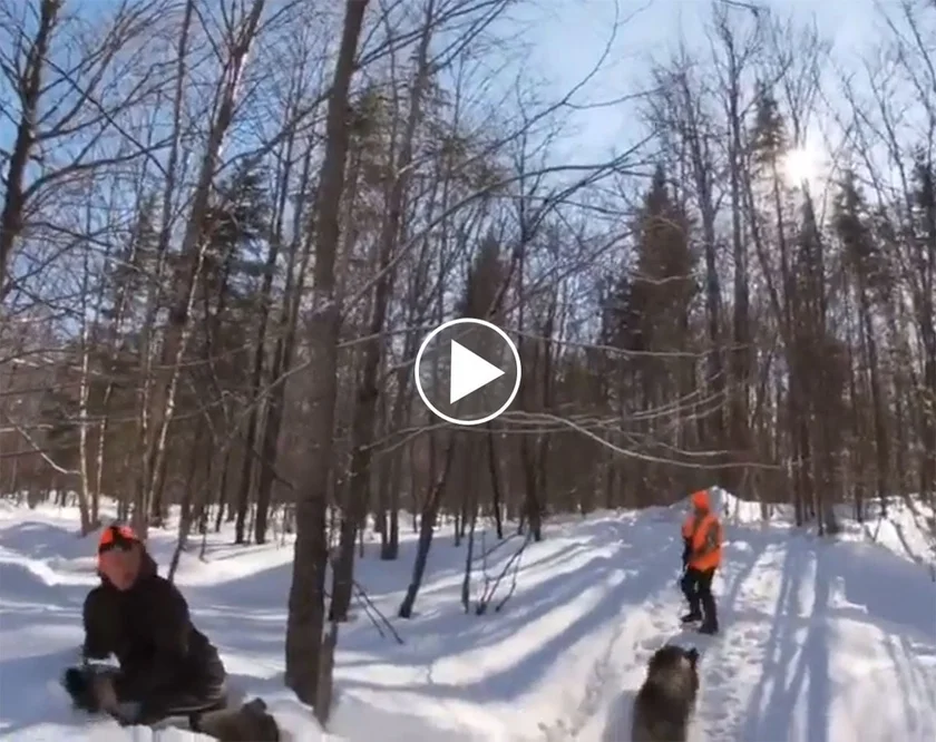 [Vidéo] Quand les sangliers prennent le dessus sur les chasseurs