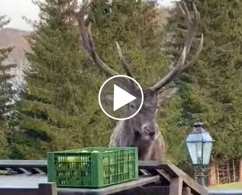 [Vidéo] Un énorme cerf se régale d’un cageot de pommes