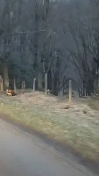 bouquetins au bord d'une route