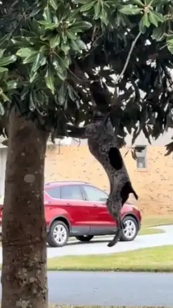 braque allemand accroché dans un arbre