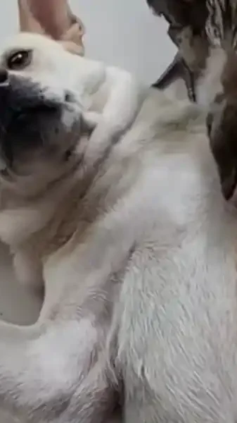 chien et faisan