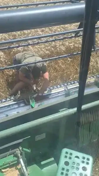 Faon sauvé d'une moissonneuse