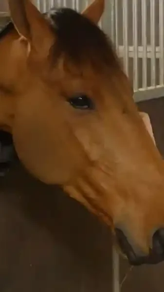 le cheval et la chasse à courre