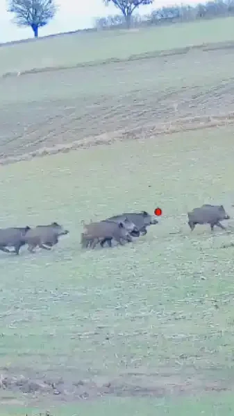 quadruplé de sangliers en deux balles