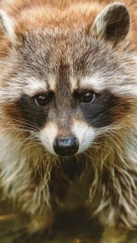 Piégeage du raton laveur en Belgique